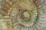 Stephanoceras Ammonite - Dorset, England #93910-1
